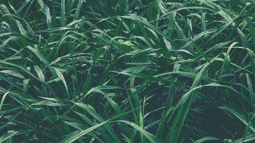 青青青草国产免费 第2张 青青青草国产免费 第2张